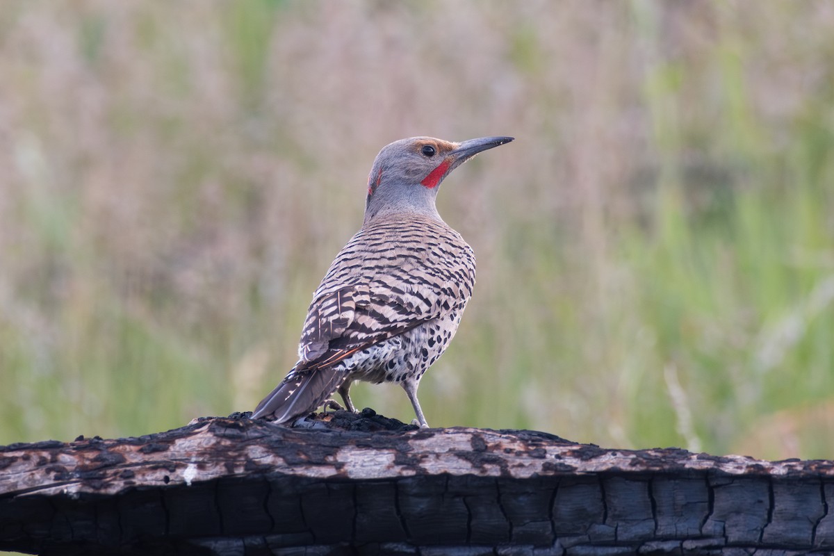 Northern Flicker (Red-shafted) - ML619708341
