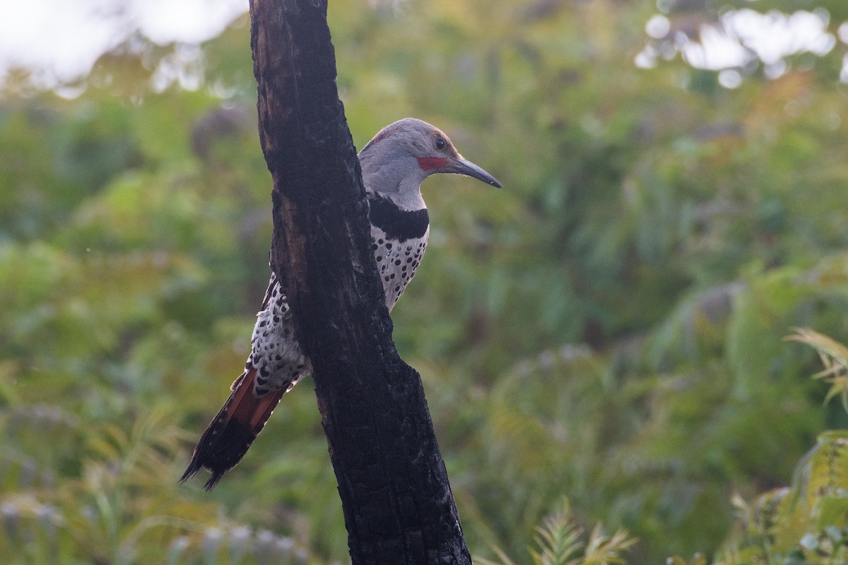 Northern Flicker (Red-shafted) - ML619708342