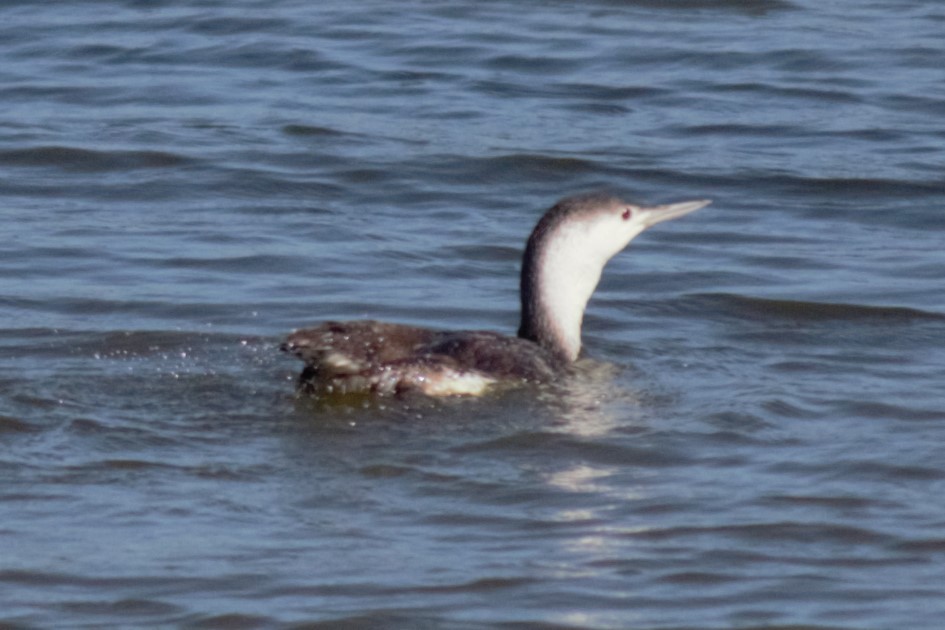 Red-throated Loon - ML619708353