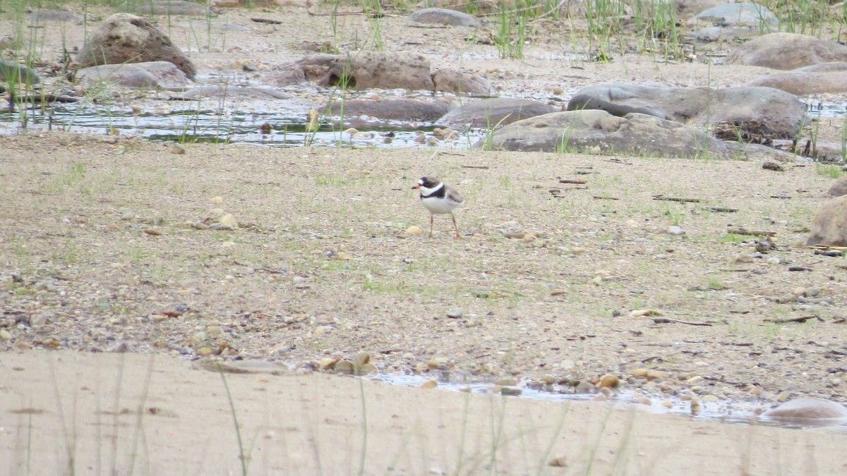 Semipalmated Plover - ML619708394