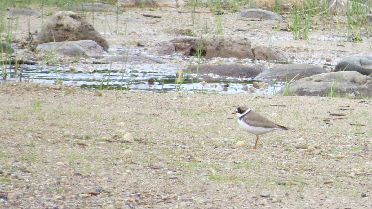 Semipalmated Plover - ML619708395