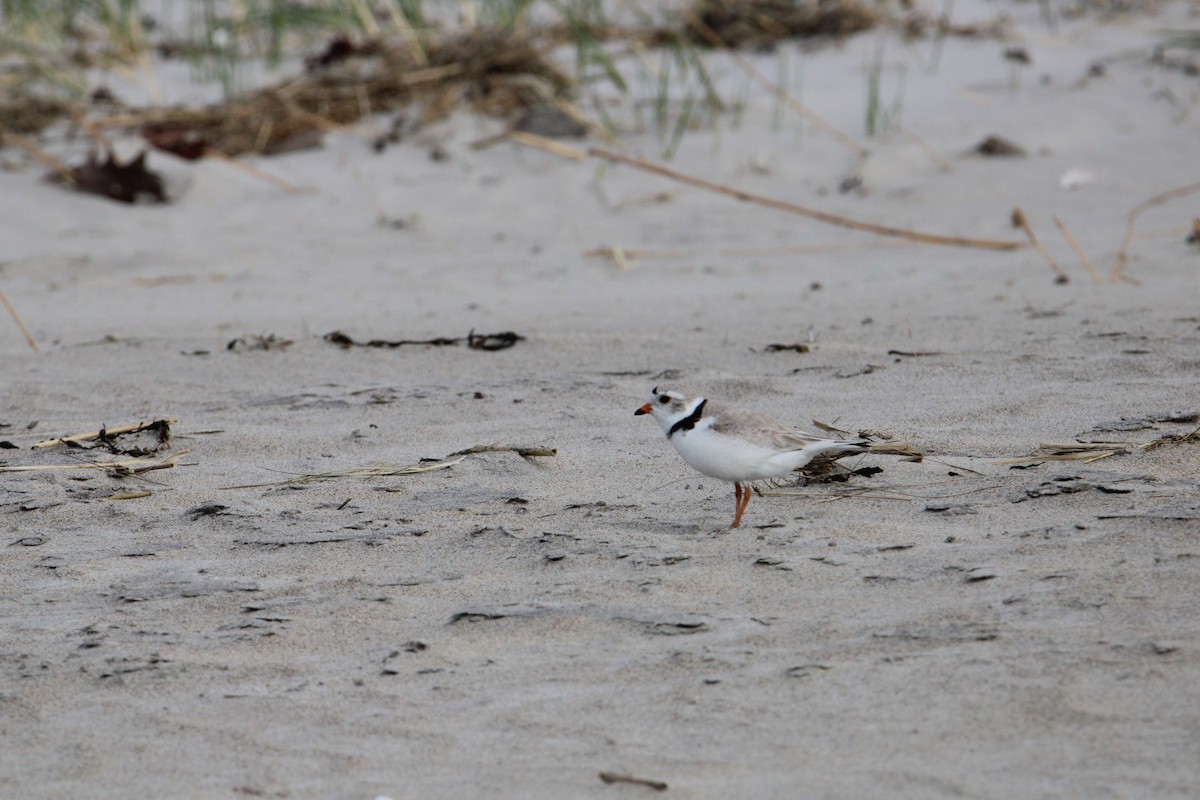Piping Plover - ML619708416