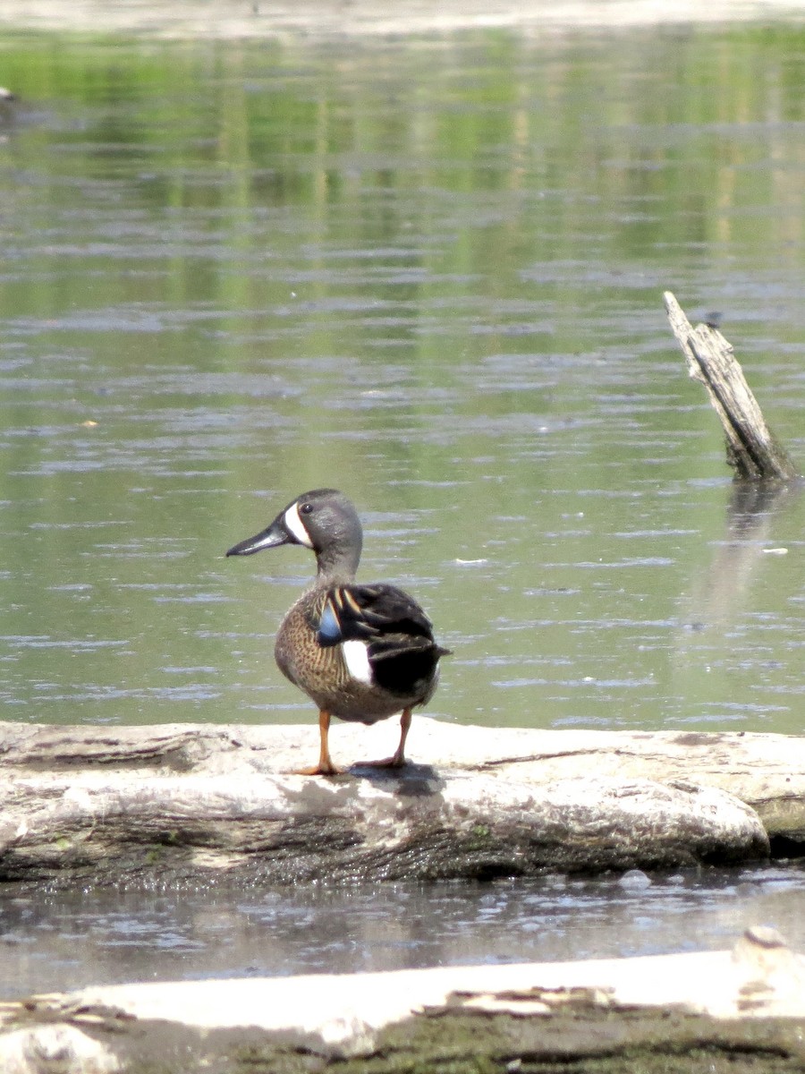 Blue-winged Teal - ML619708419