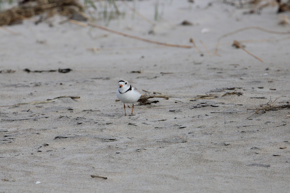 Piping Plover - ML619708423