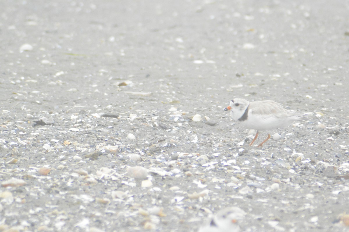 Piping Plover - ML619708424