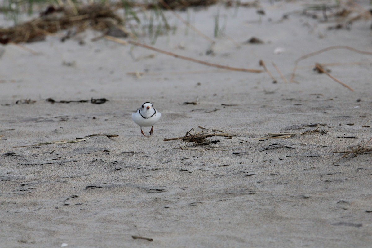 Piping Plover - ML619708430