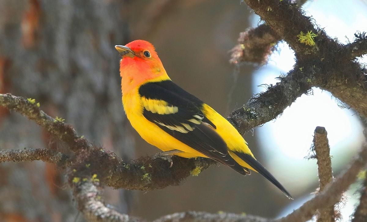 Western Tanager - ML619708433