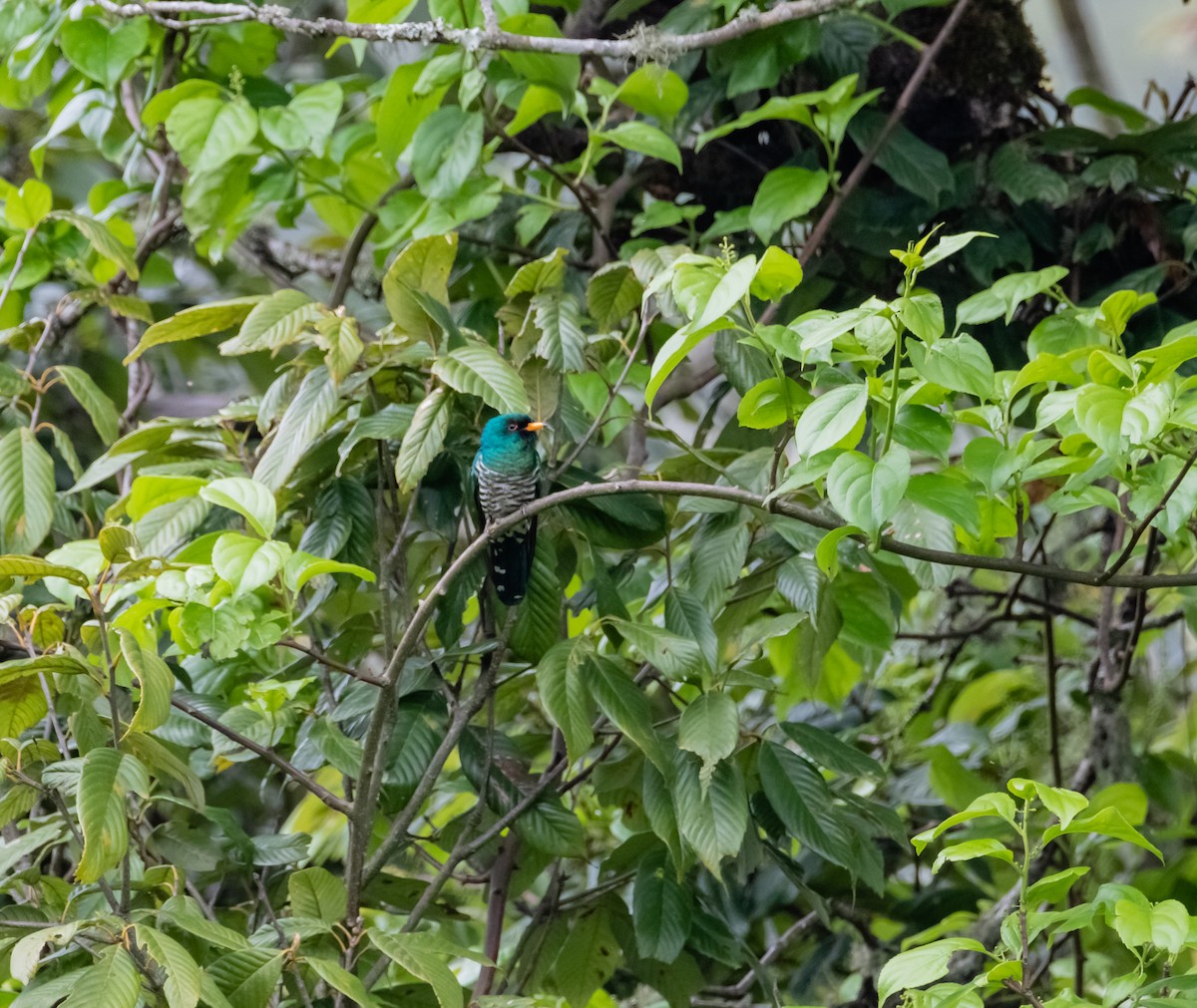 Asian Emerald Cuckoo - ML619708437