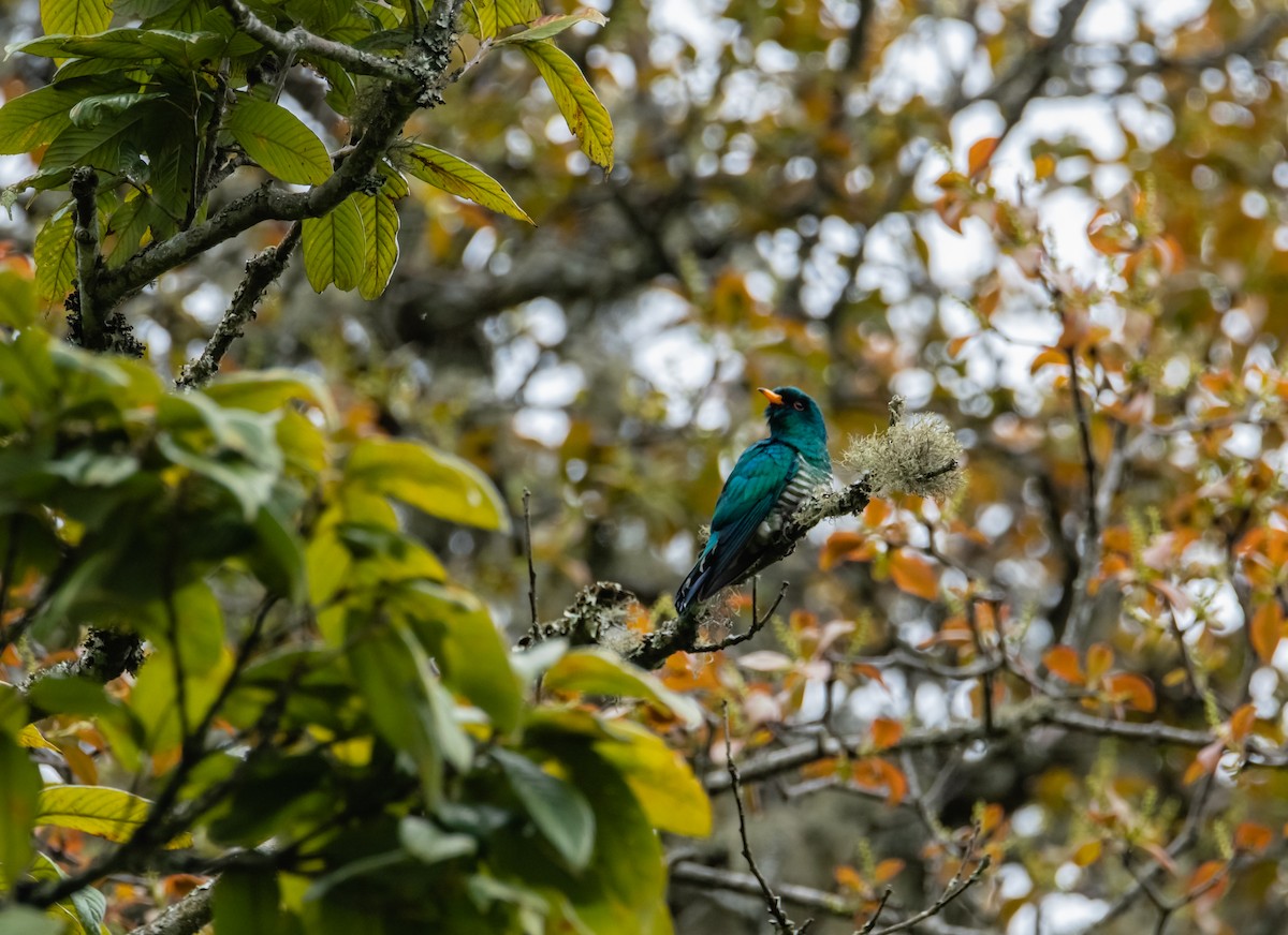 Asian Emerald Cuckoo - ML619708438