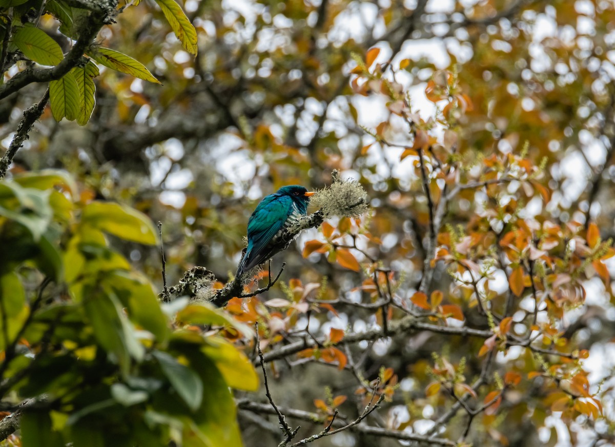 Asian Emerald Cuckoo - ML619708440