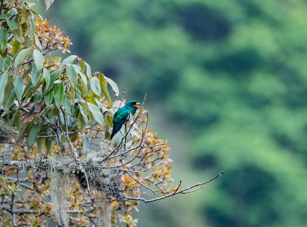 Asian Emerald Cuckoo - ML619708441