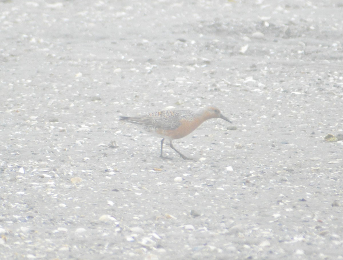 Red Knot - ML619708454