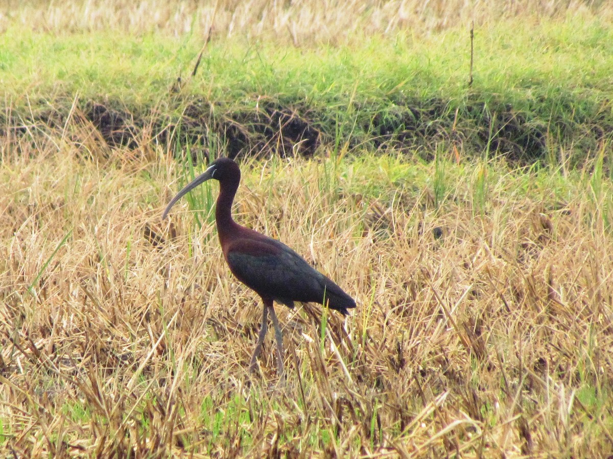 ibis hnědý - ML619708483