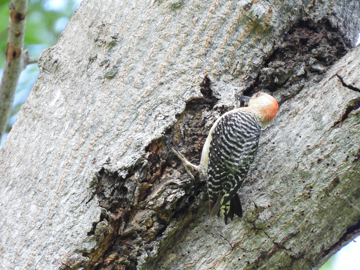 Red-crowned Woodpecker - ML619708492