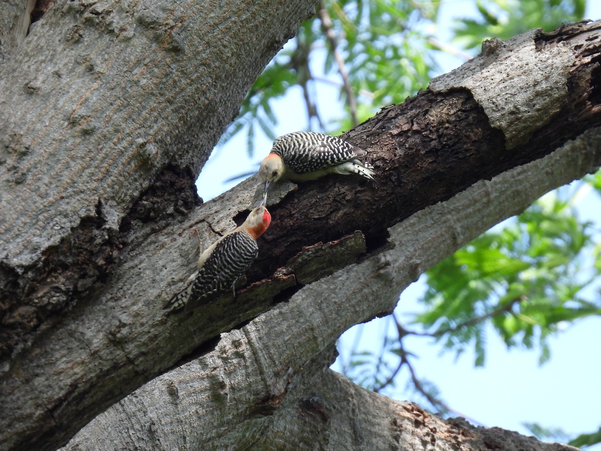 Red-crowned Woodpecker - ML619708535