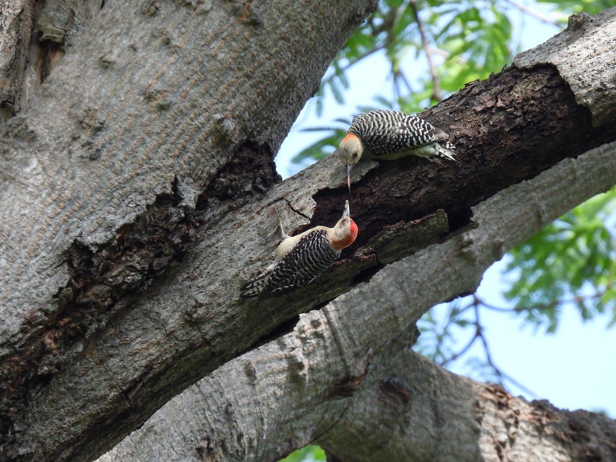 Red-crowned Woodpecker - ML619708537