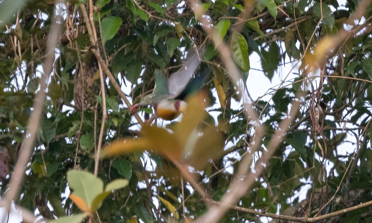 Yellow-breasted Fruit-Dove - ML619708548