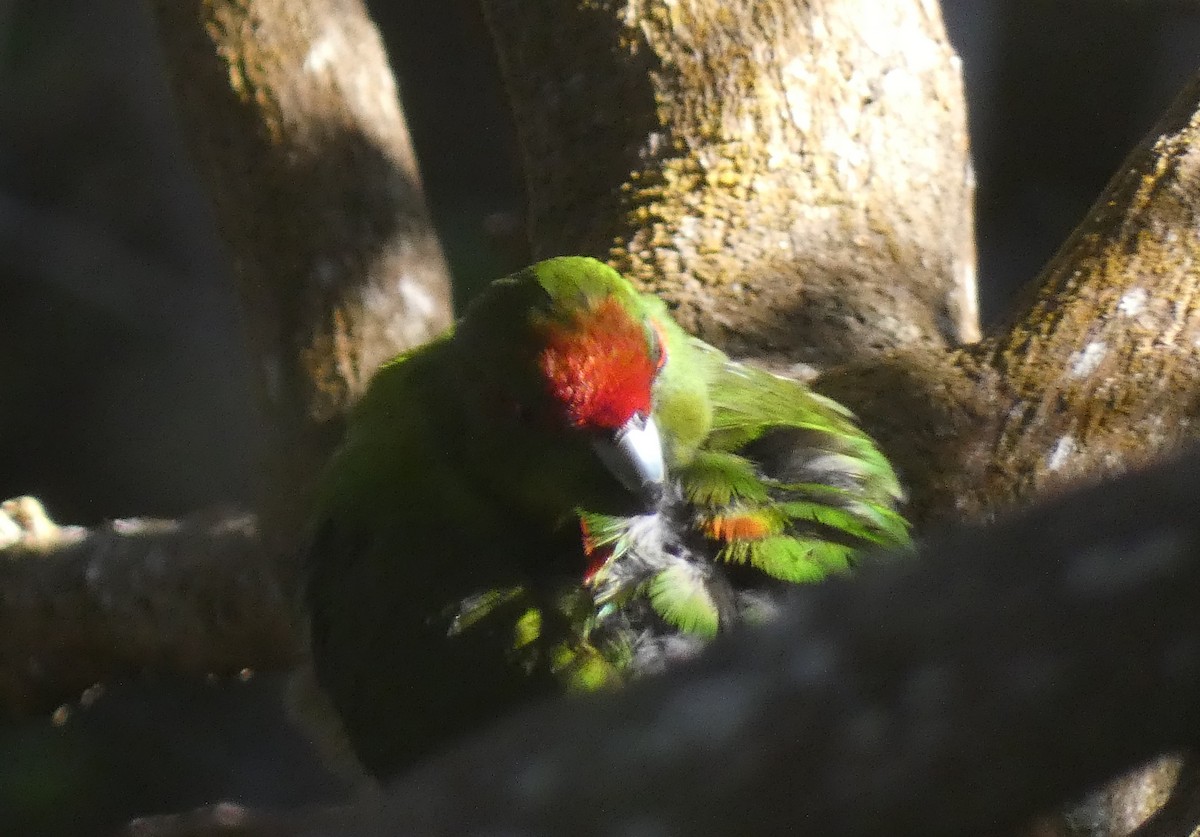 Red-crowned Parakeet - ML619708562