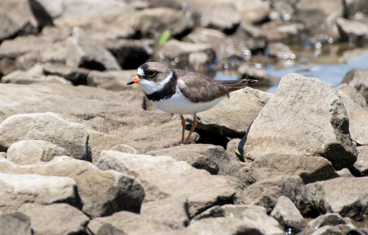 Semipalmated Plover - ML619708602
