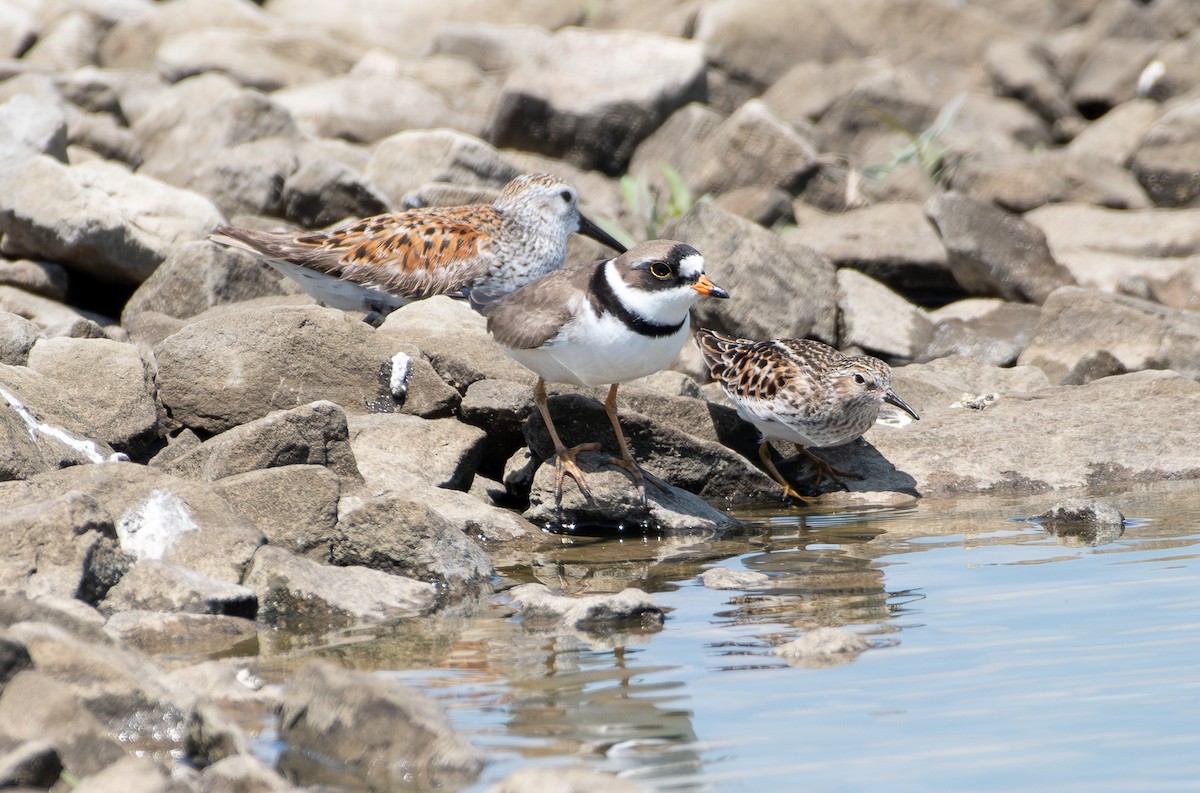 Semipalmated Plover - ML619708603
