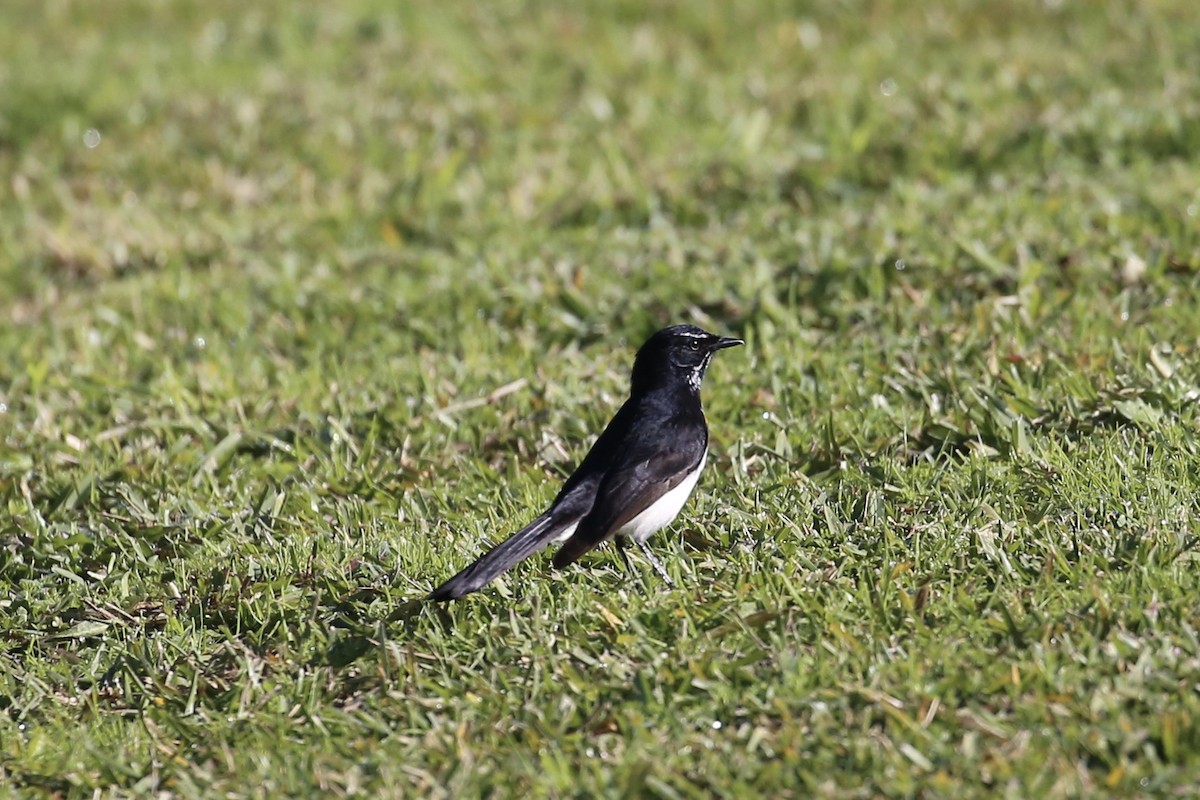 Willie-wagtail - ML619708611
