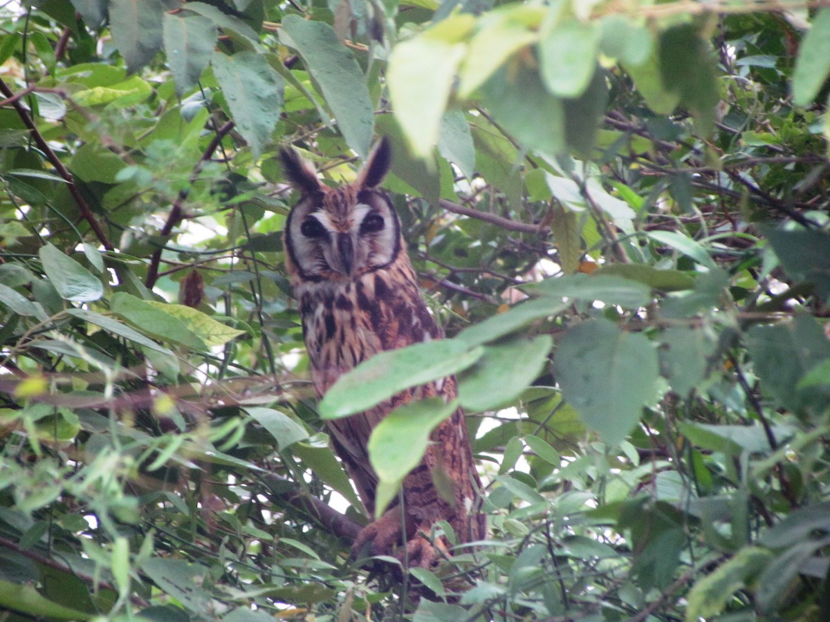 Striped Owl - ML619708617
