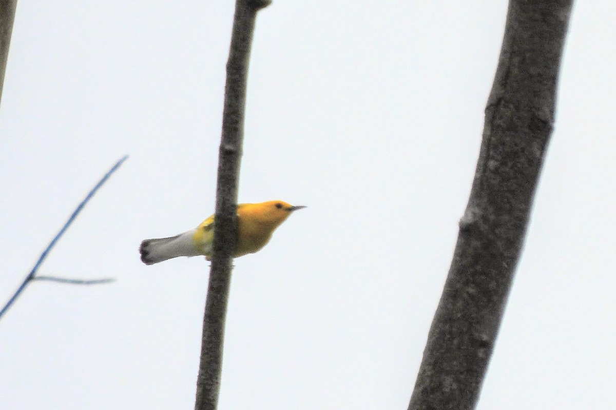 Prothonotary Warbler - ML619708657