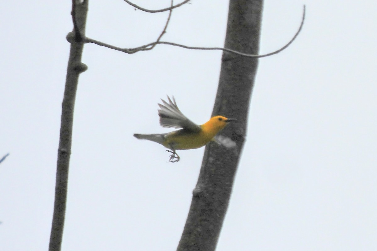 Prothonotary Warbler - ML619708658