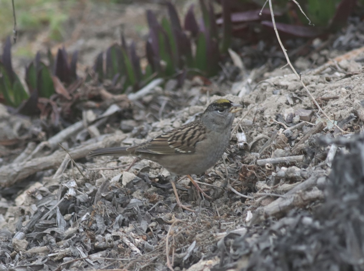 Golden-crowned Sparrow - ML619708665