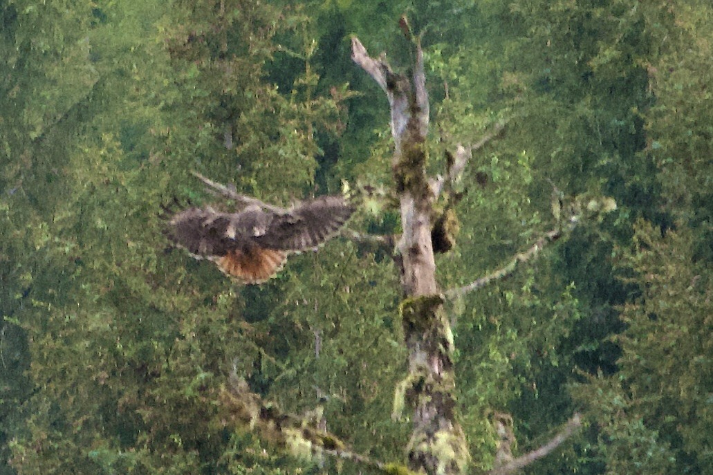 Red-tailed Hawk - ML619708676