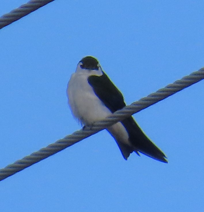 Violet-green Swallow - ML619708688