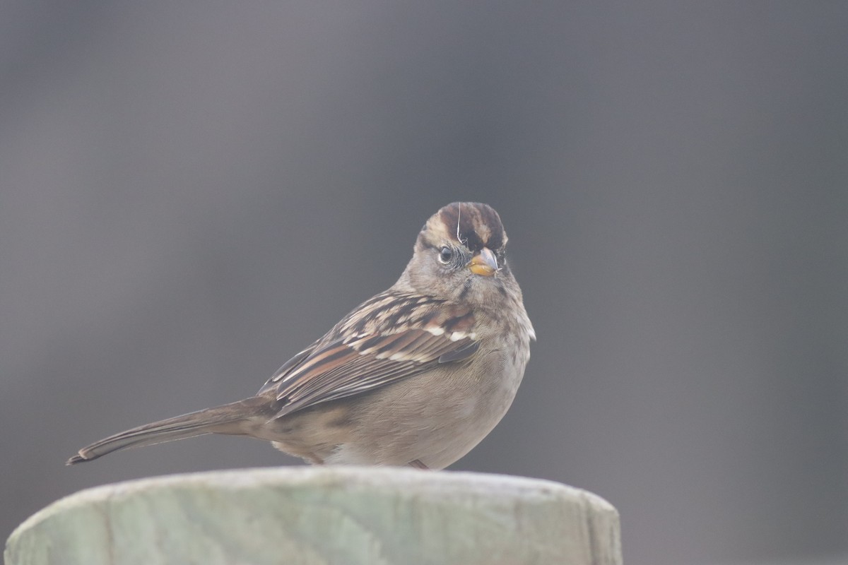 White-crowned Sparrow - ML619708704