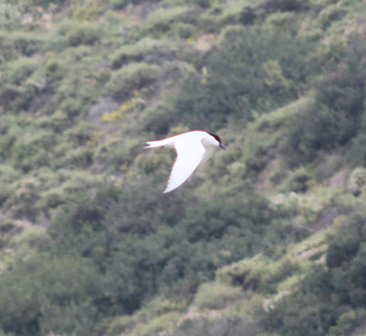 Gull-billed Tern - ML619708807