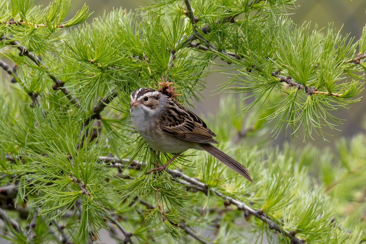Clay-colored Sparrow - ML619708814