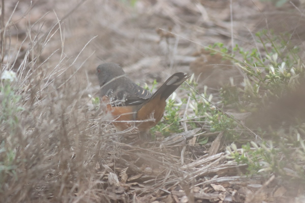 Spotted Towhee - ML619708844