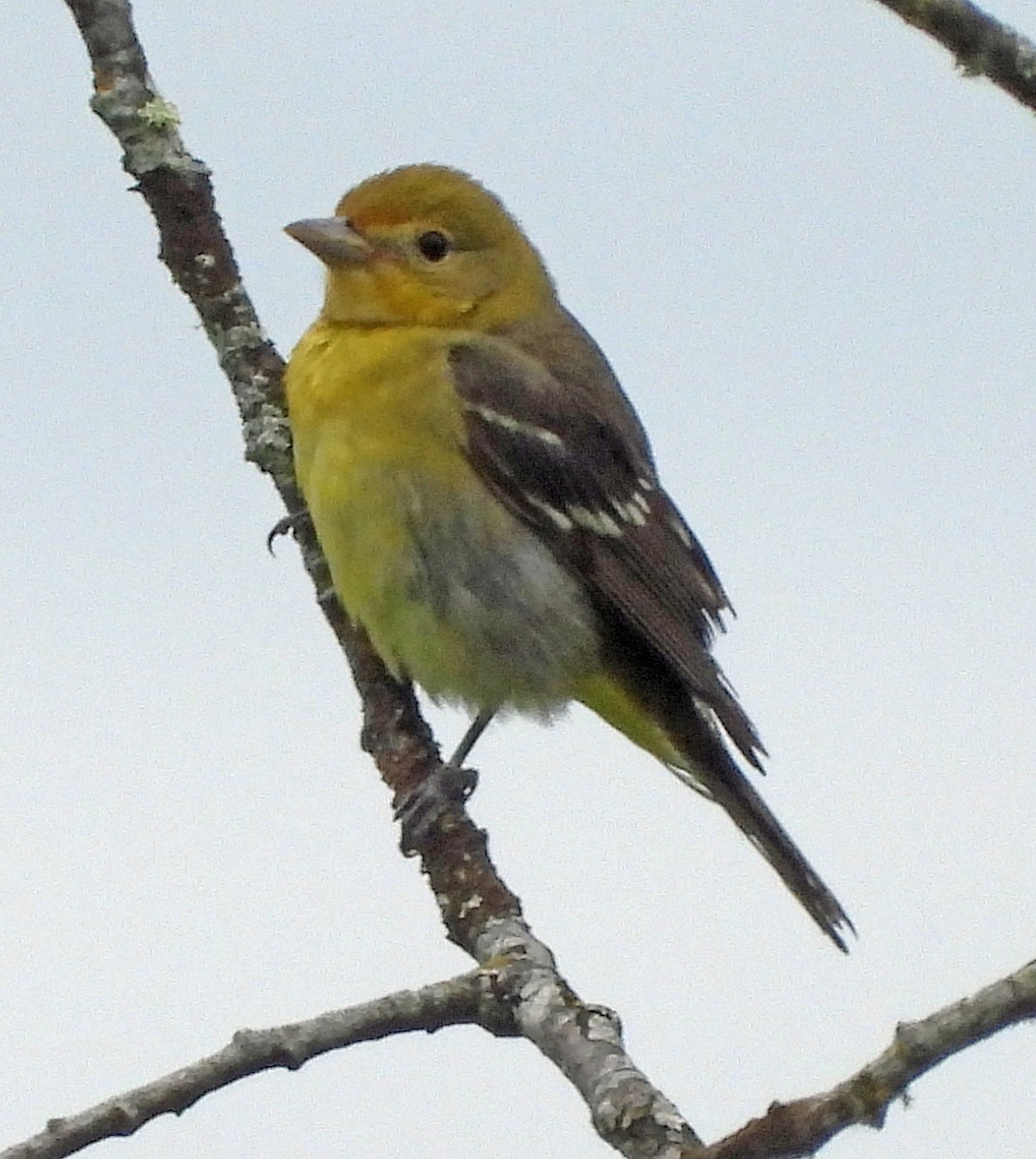 Western Tanager - ML619708907