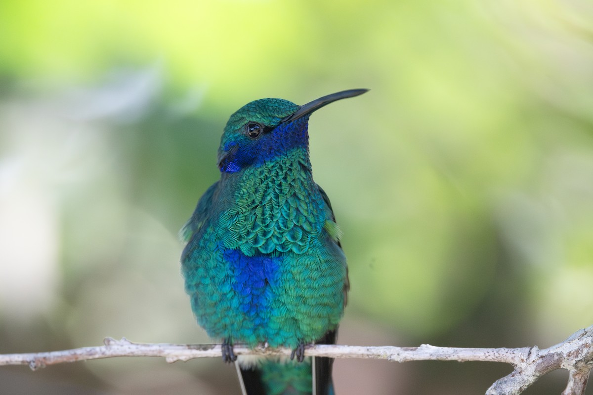 kolibřík modrolící - ML619708927