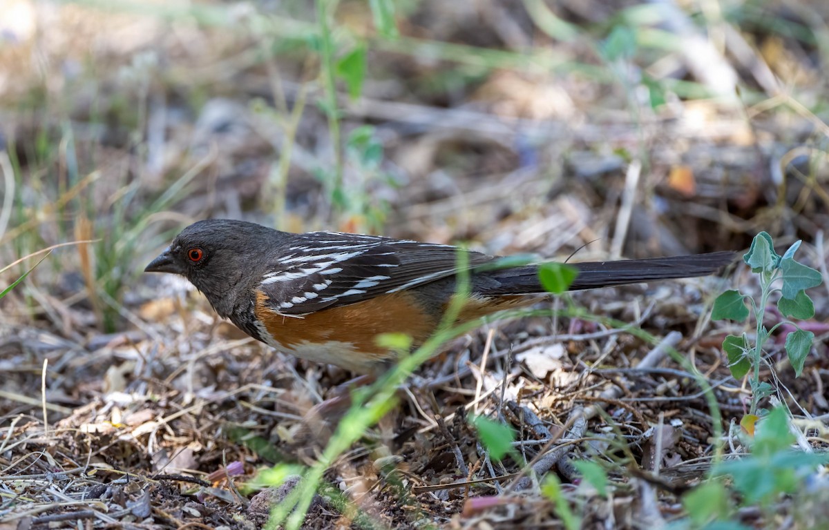 Spotted Towhee - ML619708947