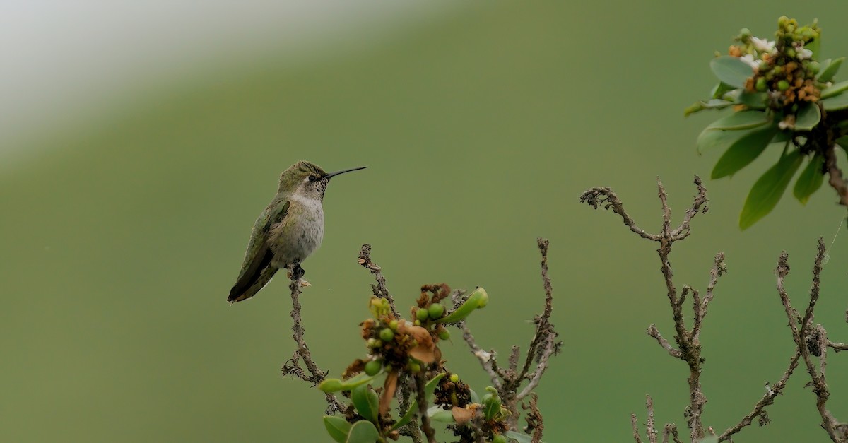 Anna's Hummingbird - ML619708953