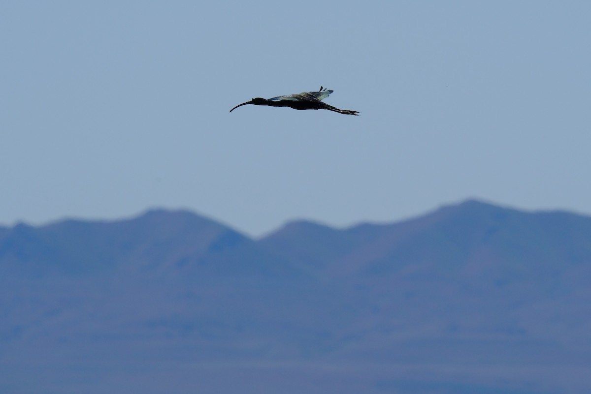 ibis americký - ML619708955