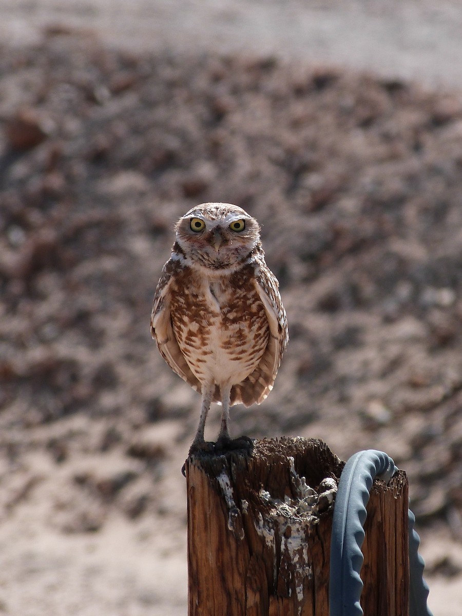 Burrowing Owl - ML619708962