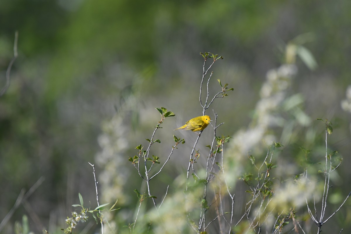 Yellow Warbler - ML619708963