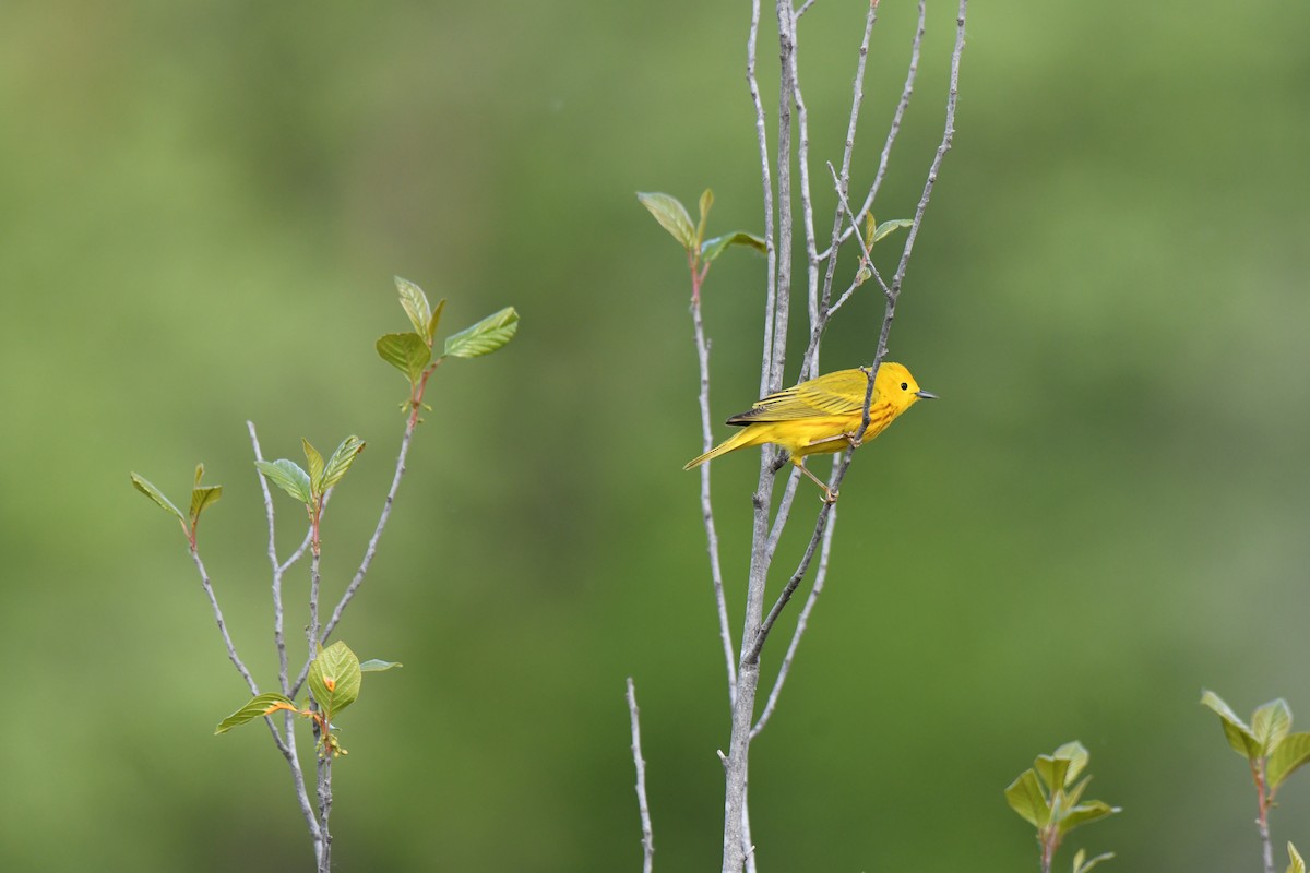 Yellow Warbler - ML619708970