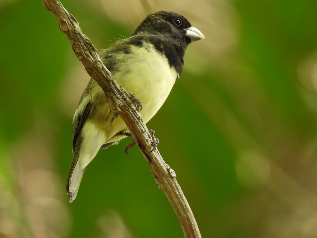 Variable Seedeater - ML619708985