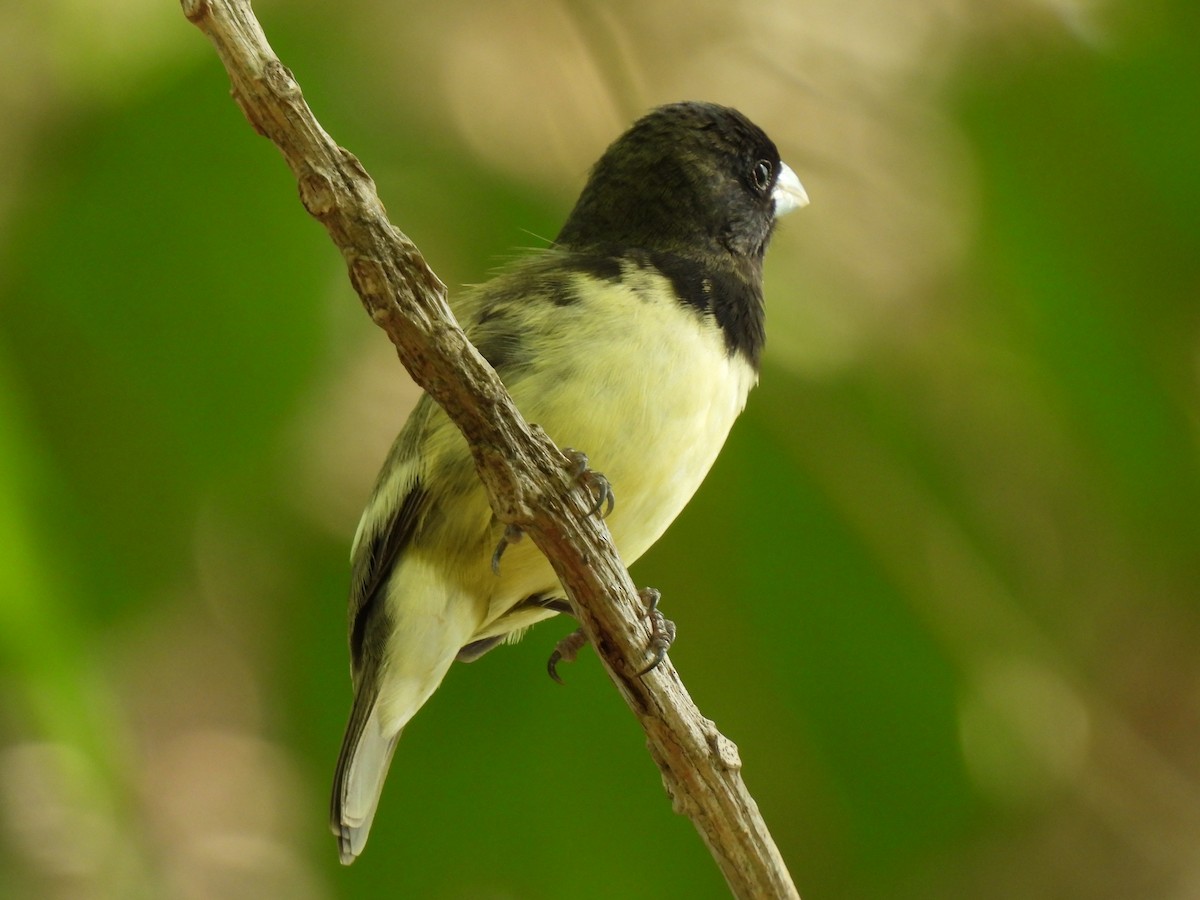 Variable Seedeater - ML619708986