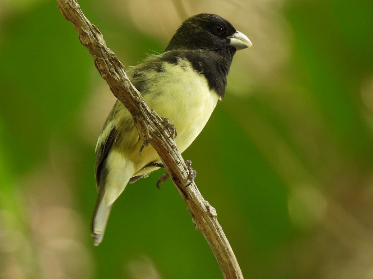 Variable Seedeater - ML619708987