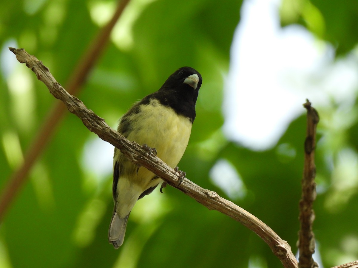 Variable Seedeater - ML619708989