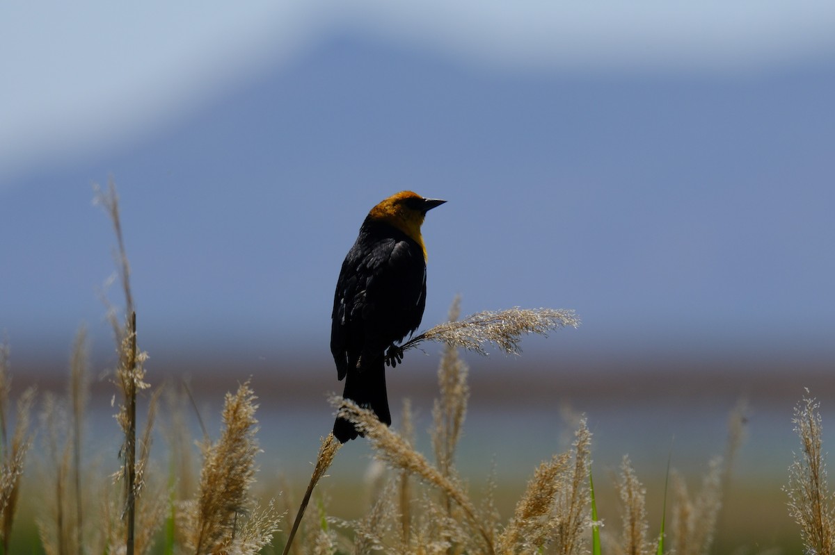 Yellow-headed Blackbird - ML619709006