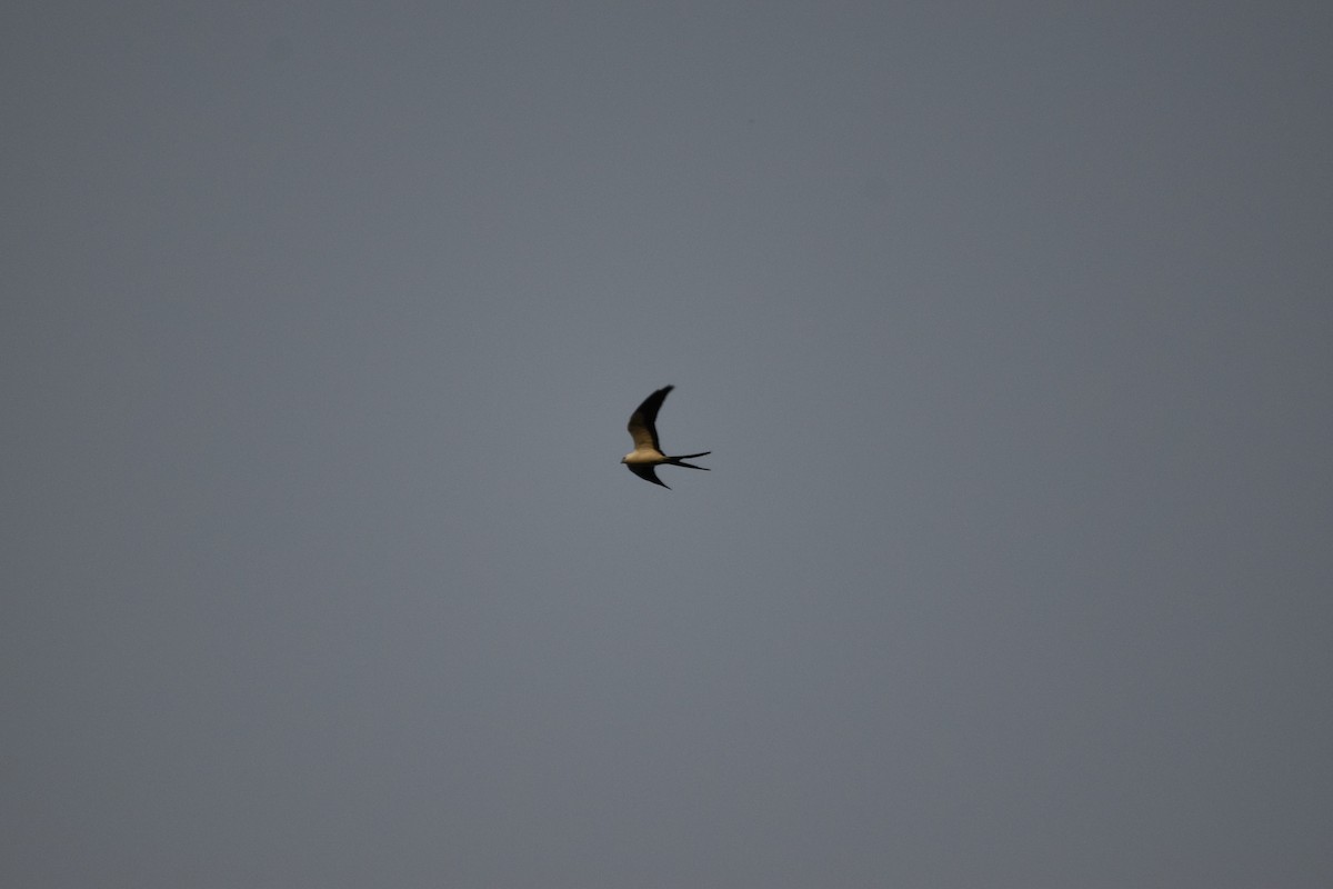 Swallow-tailed Kite - ML619709046