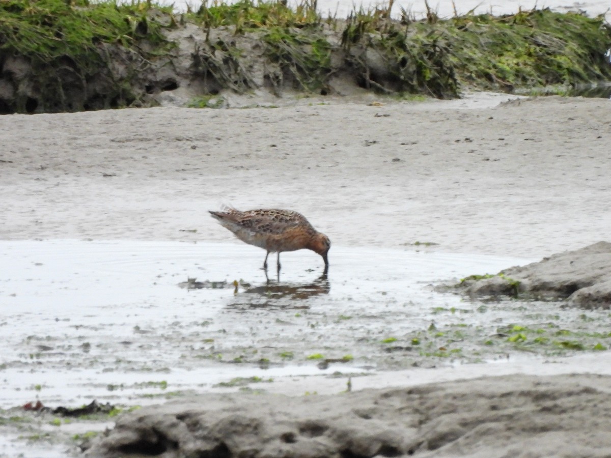 Long-billed Dowitcher - ML619709083